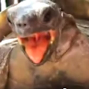 Meet your Posher, Arthur